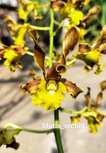 Dendrobium Sri Wedari Blitar