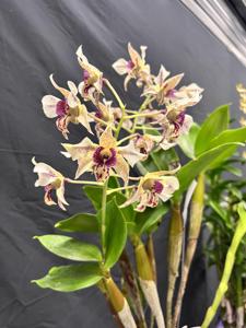 Dendrobium Aussie's Garlynd