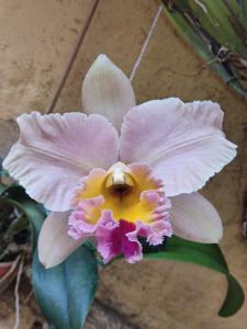 Rhyncholaeliocattleya Fernanda
