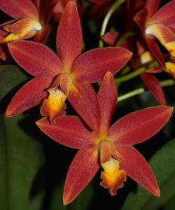 Cattlianthe Beachmere Fireworks