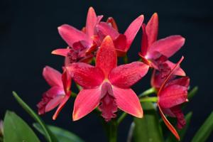 Cattlianthe Beachmere Fireworks
