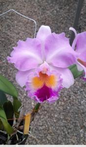 Rhyncholaeliocattleya Franklin Quesada