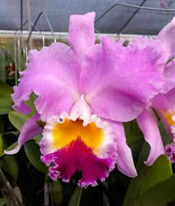 Rhyncholaeliocattleya Franklin Quesada