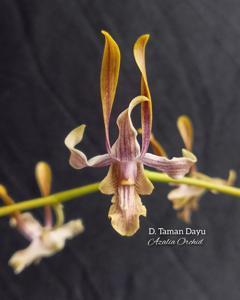 <i>Dendrobium</i> Taman Dayu