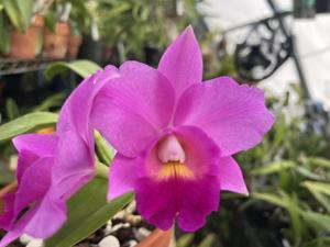 <i>Cattleya</i> Exotic Sierra Song