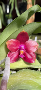 <i>Phalaenopsis</i> Tejas Ruby