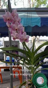 Aeridovanda Joyce Esernia