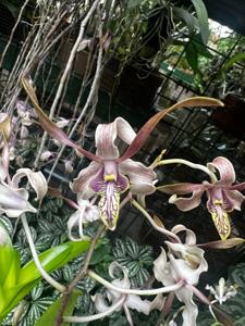 <i>Dendrobium</i> HBO Lilac Canary