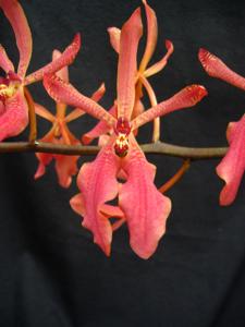 <i>Renanstylis</i> Teipels Leuchtfeuer