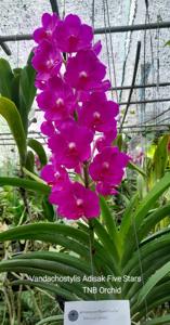 Vandachostylis Adisak Five Stars