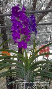 Vandachostylis Adisak Five Stars