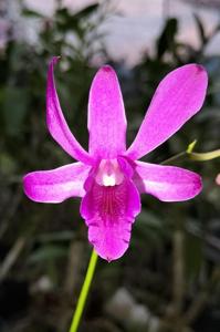 <i>Dendrobium</i> U17 World Cup