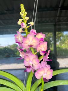 <i>Vandachostylis</i> Fin Naree