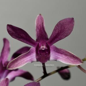 <i>Dendrobium</i> Mega Lokhananta Dharma