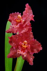 Oncidium Feuerwerk