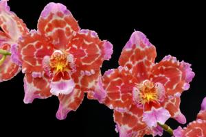 Oncidium Feuerwerk