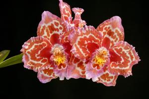 Oncidium Feuerwerk