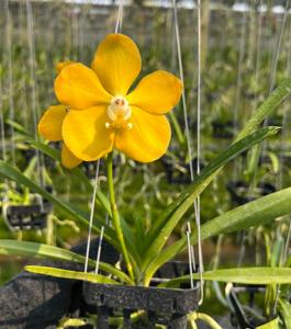 <i>Vanda</i> Patnapassorn Gold