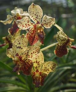 Vanda Thapakorn Star