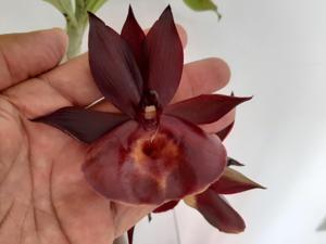 Catasetum Alexis Pardo-Orchidglade