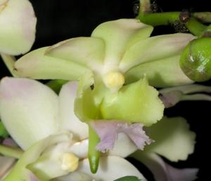 Aeridovanda lawrenceae-Chao Praya Emerald