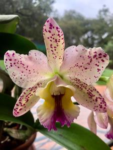 <i>Cattlianthe</i> Loog Tone-Secret Love