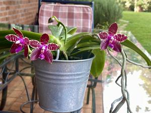Phalaenopsis KTC Khao Khitchakut-corningiana