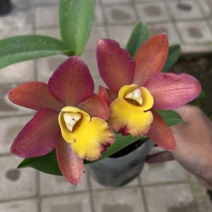 Cattlianthe Loog Tone-Galaxy Belle