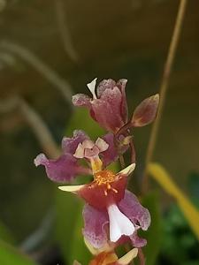 Oncidesa sotoanum-barbata
