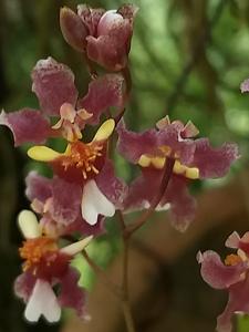 Oncidesa sotoanum-barbata