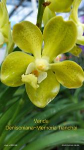 <i>Vanda</i> Dr Han Tiauw Tjong
