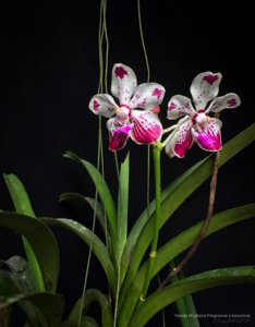 Vanda Saidah Nafisah