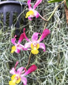 <i>Dendrobium</i> Loan Sudharta-Minnie