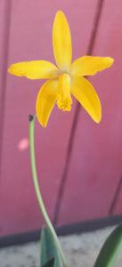 Cattleya cinnabarina-briegeri