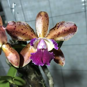 <i>Rhyncholaeliocattleya</i> Waianae Leopard-guttata