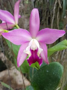 <i>Cattleya</i> Hawaiian Wedding Song-Landate