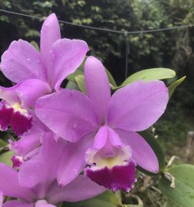 Cattleya Hawaiian Wedding Song-aclandiae