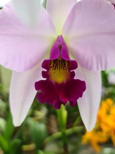 Laeliocattleya Primal Love