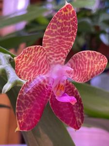 Phalaenopsis LD Double Dragon-gigantea
