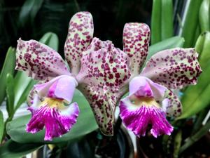 <i>Cattleya</i> Pão de Açúcar-Corcovado