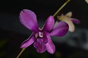 Dendrobium Lita Manda Sari