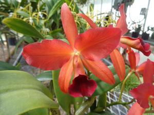<i>Cattlianthe</i> Jewel Box-Gold Digger