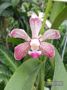 <i>Vanda</i> Manila-ustii