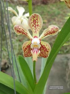 <i>Vanda</i> jennae-Mem. Madame Pranerm-lamellata