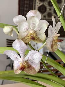 Aranda Tubtim Velvet-Chao Praya Spots