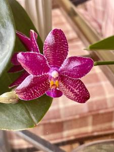 <i>Phalaenopsis</i> Sogo Grape-lueddemanniana