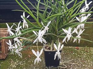 <i>Papilionanda</i> falcata-vandarum