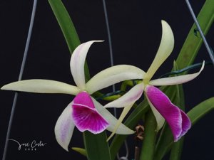 Brassocattleya Gulfshore's Beauty