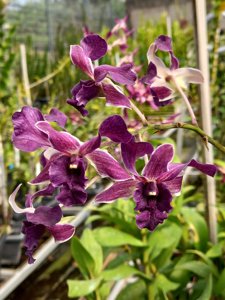 Dendrobium Cakra-violaceoflavens