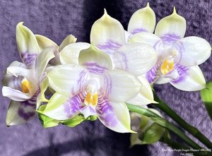 Phalaenopsis Mituo Purple Dragon